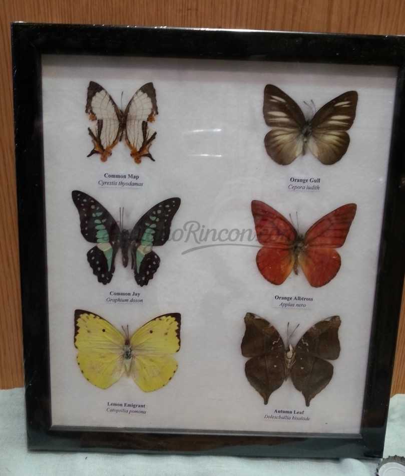 Mariposas disecadas en vitrina. 6 ejemplares diferentes e identificados.