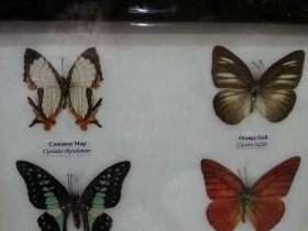 Mariposas disecadas en vitrina. 6 ejemplares diferentes e identificados.