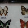 Mariposas disecadas en vitrina. 6 ejemplares diferentes e identificados.