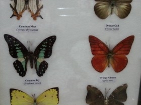 Mariposas disecadas en vitrina. 6 ejemplares diferentes e identificados.