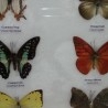 Mariposas disecadas en vitrina. 6 ejemplares diferentes e identificados.