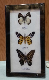 Mariposas disecadas en vitrina. 3 ejemplares diferentes e identificados.