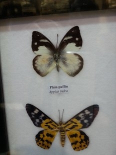 Mariposas disecadas en vitrina. 3 ejemplares diferentes e identificados.