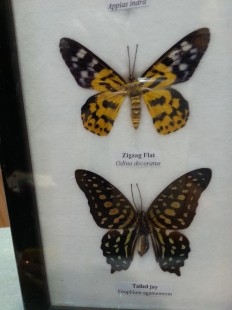 Mariposas disecadas en vitrina. 3 ejemplares diferentes e identificados.