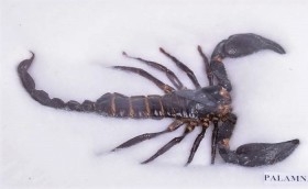 Escorpión selvático disecado en su vitrina. Scorpion. Palamnaeus fulipes.