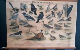 Cartel antiguo. AVES DEL BOSQUE. Año 1.953 Didáctico. De vieja escuela.