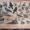 Cartel antiguo. AVES DEL BOSQUE. Año 1.953 Didáctico. De vieja escuela.