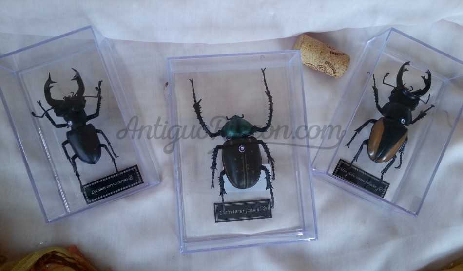 Escarabajos. Réplicas. Colección de 3 coleópteros diferentes.