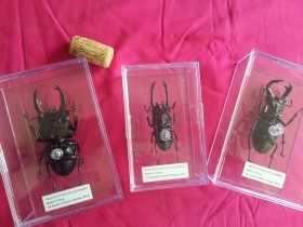 Escarabajos. Réplicas. Colección de 3 coleópteros diferentes.