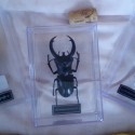 Escarabajos. Réplicas. Colección de 3 coleópteros diferentes.