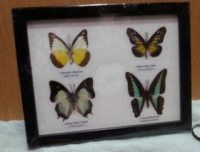 Mariposas disecadas en vitrina. 4 ejemplares diferentes e identificados.