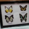 Mariposas disecadas en vitrina. 4 ejemplares diferentes e identificados.