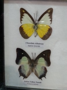 Mariposas disecadas en vitrina. 4 ejemplares diferentes e identificados.