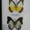 Mariposas disecadas en vitrina. 4 ejemplares diferentes e identificados.