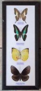 Mariposas disecadas en vitrina. 4 ejemplares diferentes e identificados.