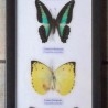 Mariposas disecadas en vitrina. 4 ejemplares diferentes e identificados.