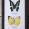 Mariposas disecadas en vitrina. 4 ejemplares diferentes e identificados.