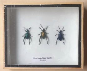 Escarabajos Disecados. Colección de 3 coleópteros.