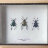 Escarabajos Disecados. Colección de 3 coleópteros.