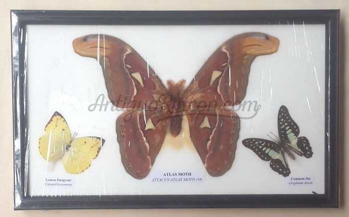 Mariposas disecadas en vitrina. 4 ejemplares diferentes e identificados.