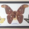 Mariposas disecadas en vitrina. 4 ejemplares diferentes e identificados.