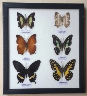 Mariposas disecadas en vitrina. 6 ejemplares diferentes e identificados.