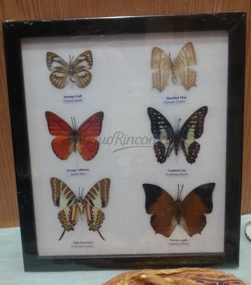 Mariposas disecadas en vitrina. 6 ejemplares diferentes e identificados.