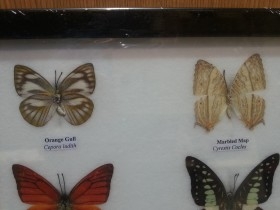 Mariposas disecadas en vitrina. 6 ejemplares diferentes e identificados.