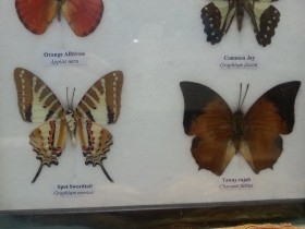 Mariposas disecadas en vitrina. 6 ejemplares diferentes e identificados.