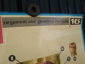 Cartel de vieja escuela. Años 71. Educativo. ÓRGANOS DEL GUSTO Y DEL TACTO.