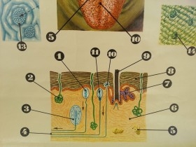 Cartel de vieja escuela. Años 71. Educativo. ÓRGANOS DEL GUSTO Y DEL TACTO.