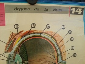 Cartel de vieja escuela. Años 71. Educativo. ÓRGANOS DEL GUSTO Y DEL TACTO.