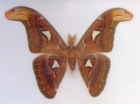 Mariposa Gran Atlas. La polilla más grande del mundo. Disecada. Con su vitrina. Mariposa macho.