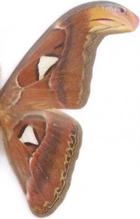 Mariposa Gran Atlas. La polilla más grande del mundo. Disecada. Con su vitrina. Mariposa macho.