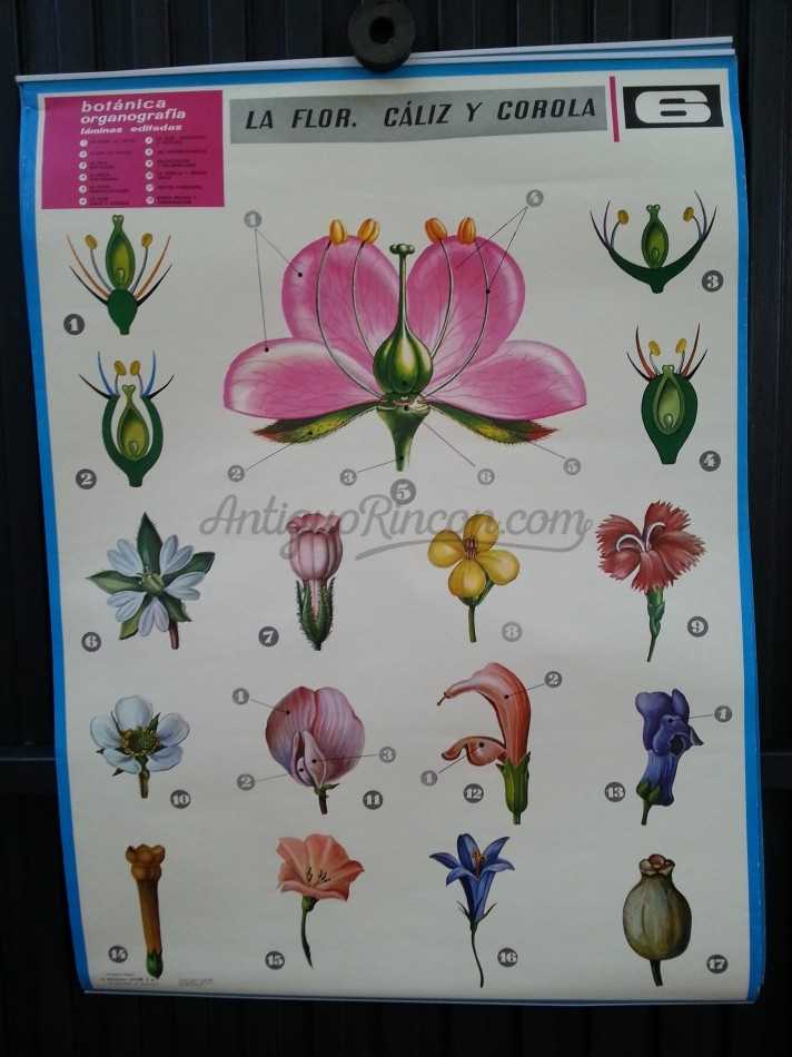 Cartel de escuela. Año 83. Educativo. LA FLOR