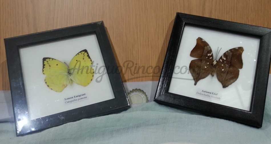 Mariposas disecadas en vitrina. Asiáticas. Pareja de marcos.