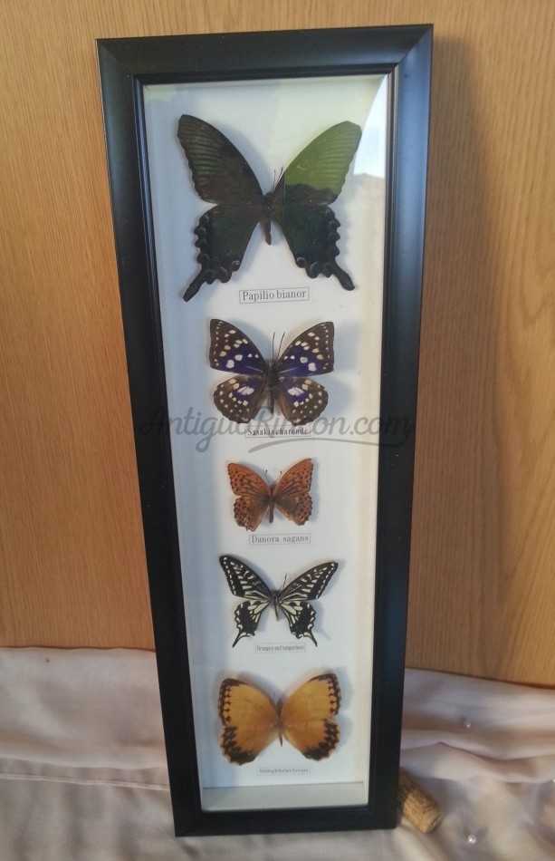 Mariposas disecadas en vitrina. 5 ejemplares diferentes e identificados.