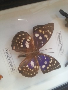 Mariposas disecadas en vitrina. 5 ejemplares diferentes e identificados.