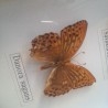 Mariposas disecadas en vitrina. 5 ejemplares diferentes e identificados.