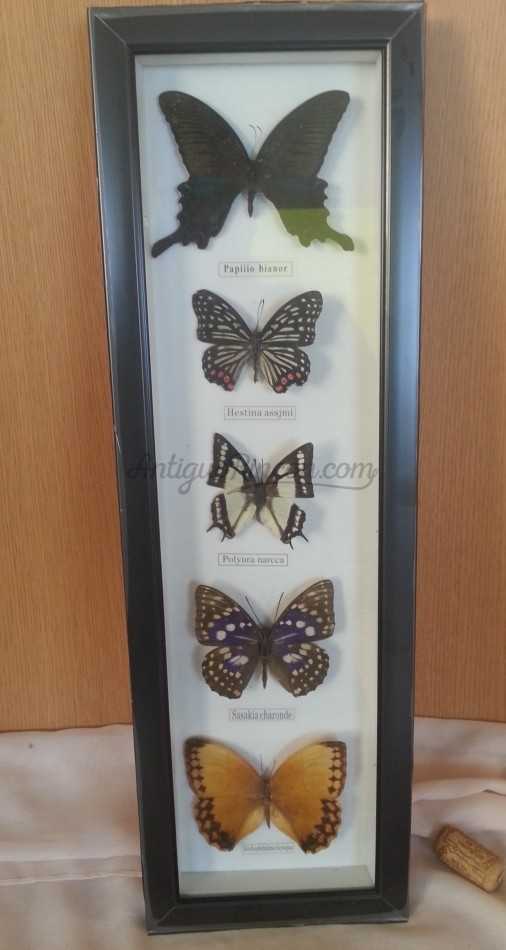 Mariposas disecadas en vitrina. 5 ejemplares diferentes e identificados.