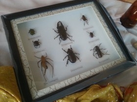 Insectos disecados en vitrina. 8 ejemplares diferentes e identificados.