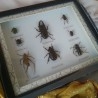 Insectos disecados en vitrina. 8 ejemplares diferentes e identificados.