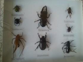 Insectos disecados en vitrina. 8 ejemplares diferentes e identificados.