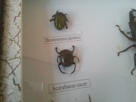 Insectos disecados en vitrina. 8 ejemplares diferentes e identificados.