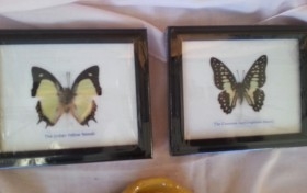 Mariposas disecadas en vitrina. 5 ejemplares diferentes e identificados.