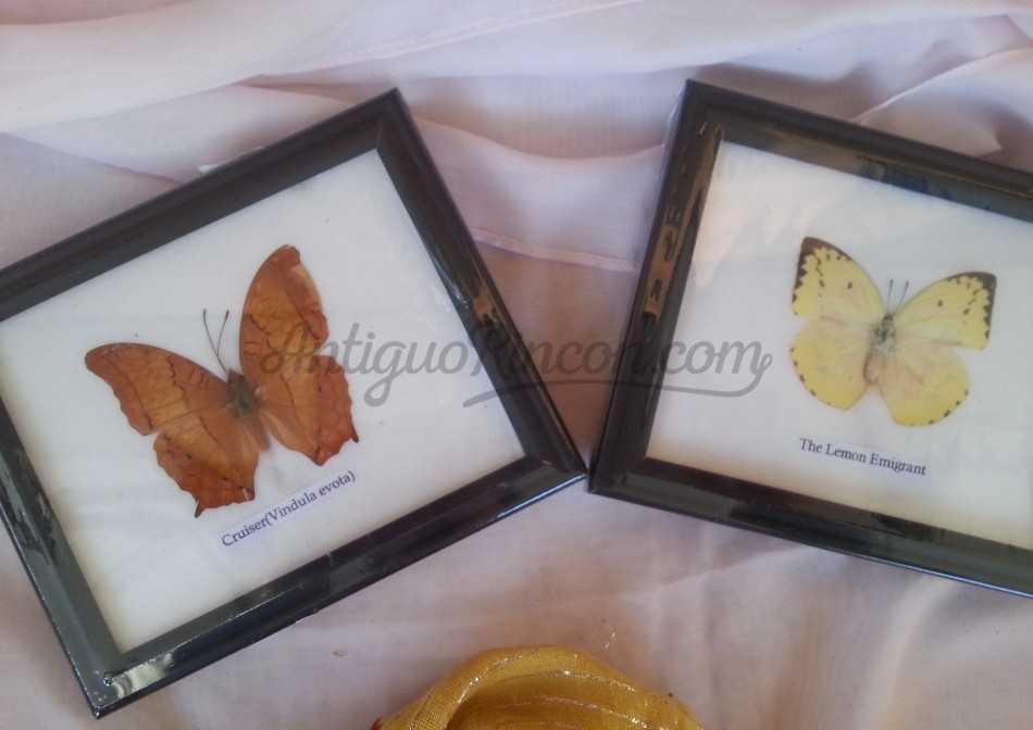 Mariposas disecadas en vitrina. Asiáticas.