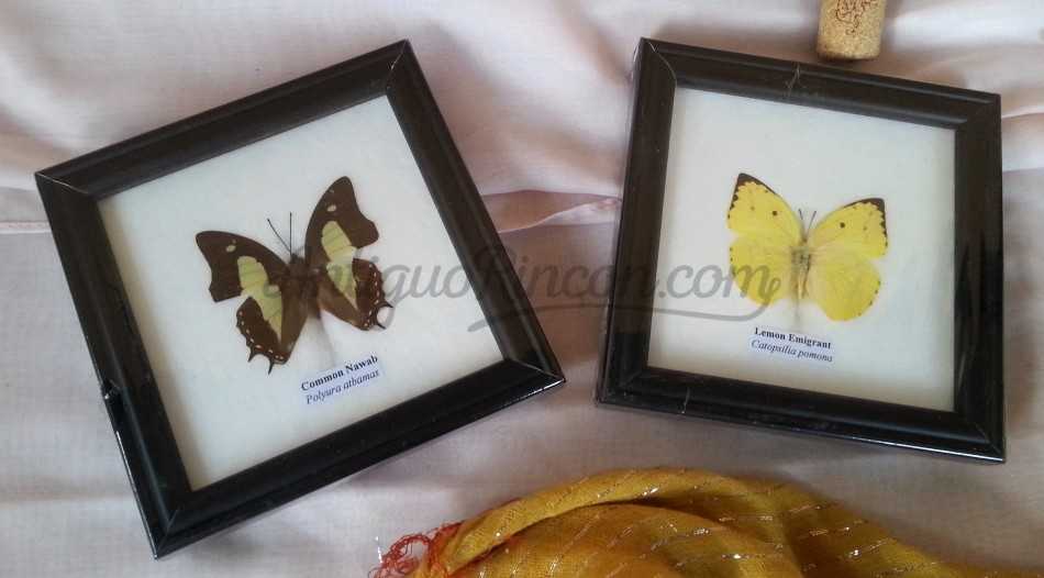 Mariposas disecadas en vitrina. Asiáticas.