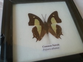 Mariposas disecadas en vitrina. Asiáticas.