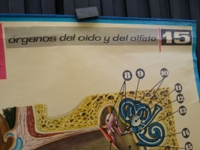 Cartel de escuela. Año 71. Educativo. ÓRGANO DEL OÍDO Y DEL OLFATO.