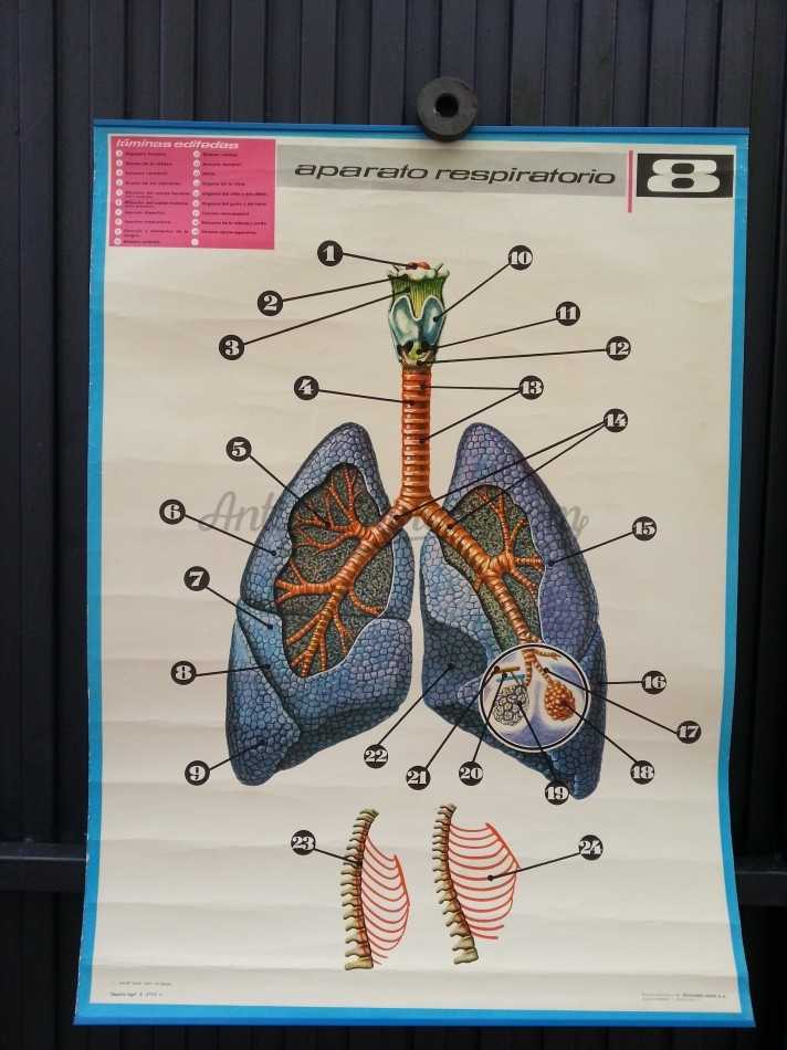 Cartel de escuela. Año 71. Educativo. SISTEMA NERVIOSO Y SENTIDOS.